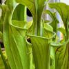 Green pitcher plant. Extremely endangered. On loan from UCB Botanical Garden.